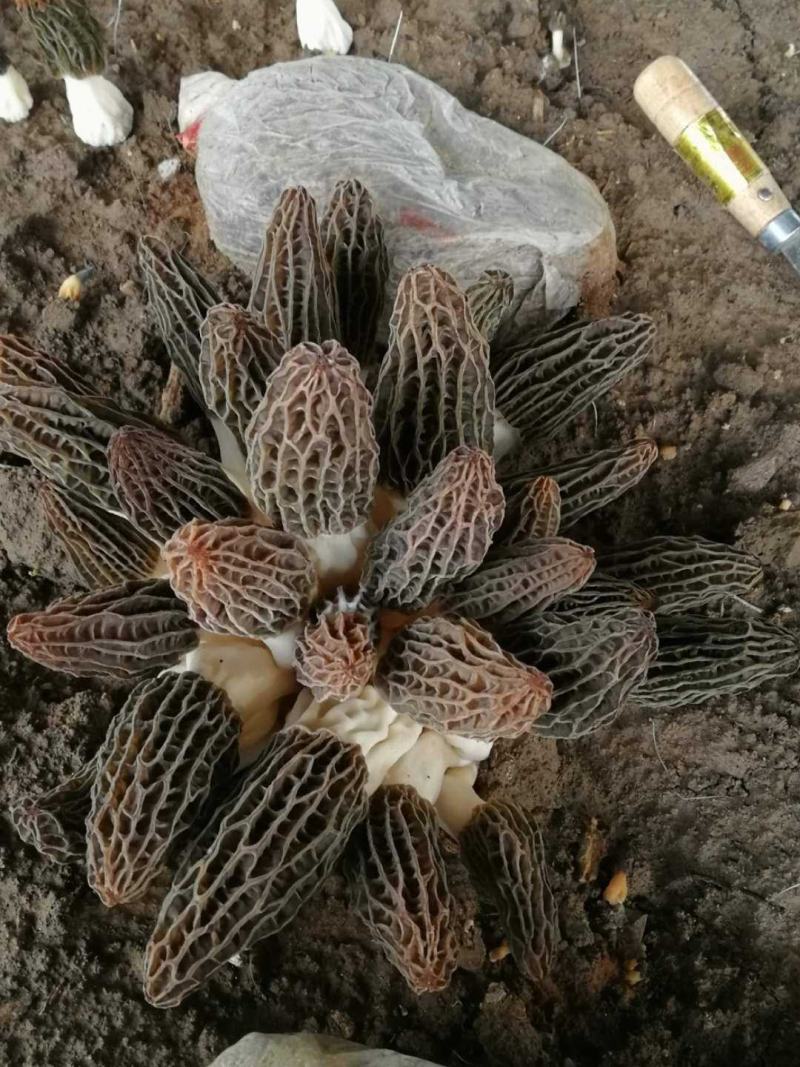 正规厂家销售六妹羊肚菌栽培种包技术包回收
