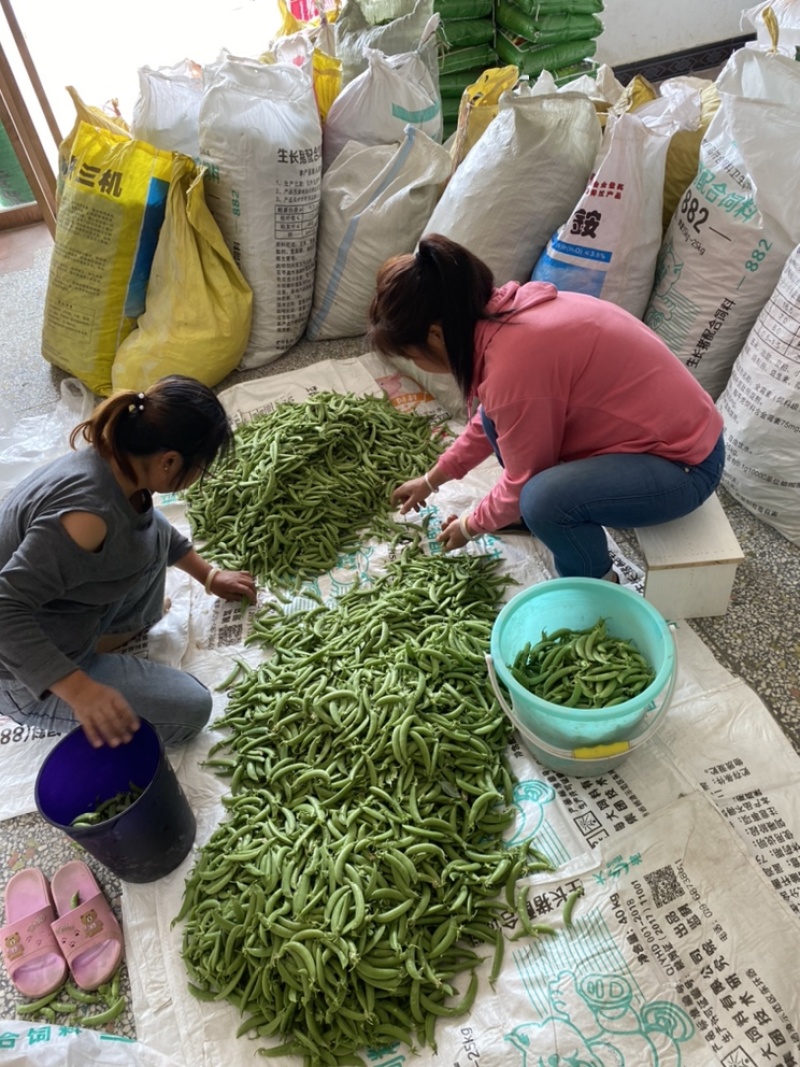 甘肃兰州天祝甜豆角代收