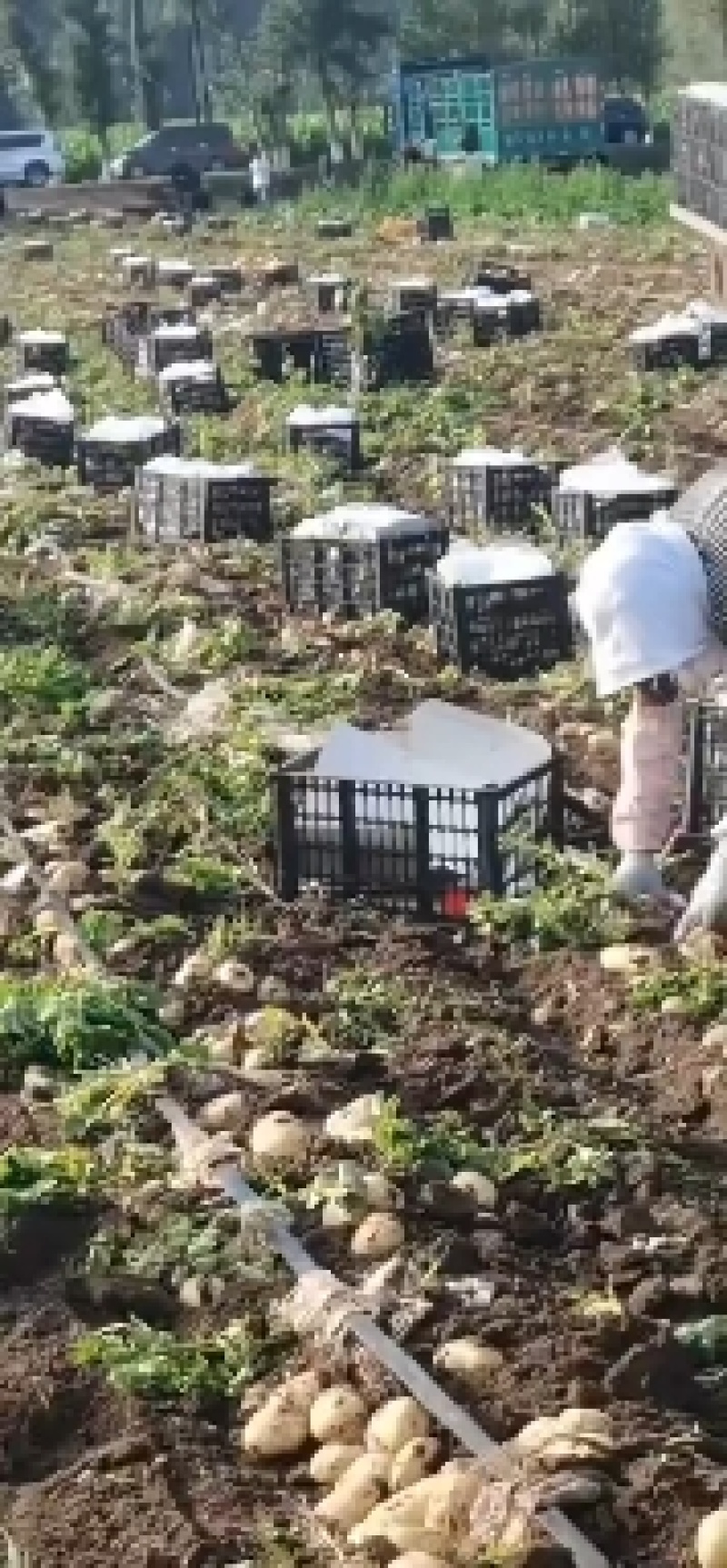 {热销中}二两起，三两起V7土豆产地直供保证质量大量