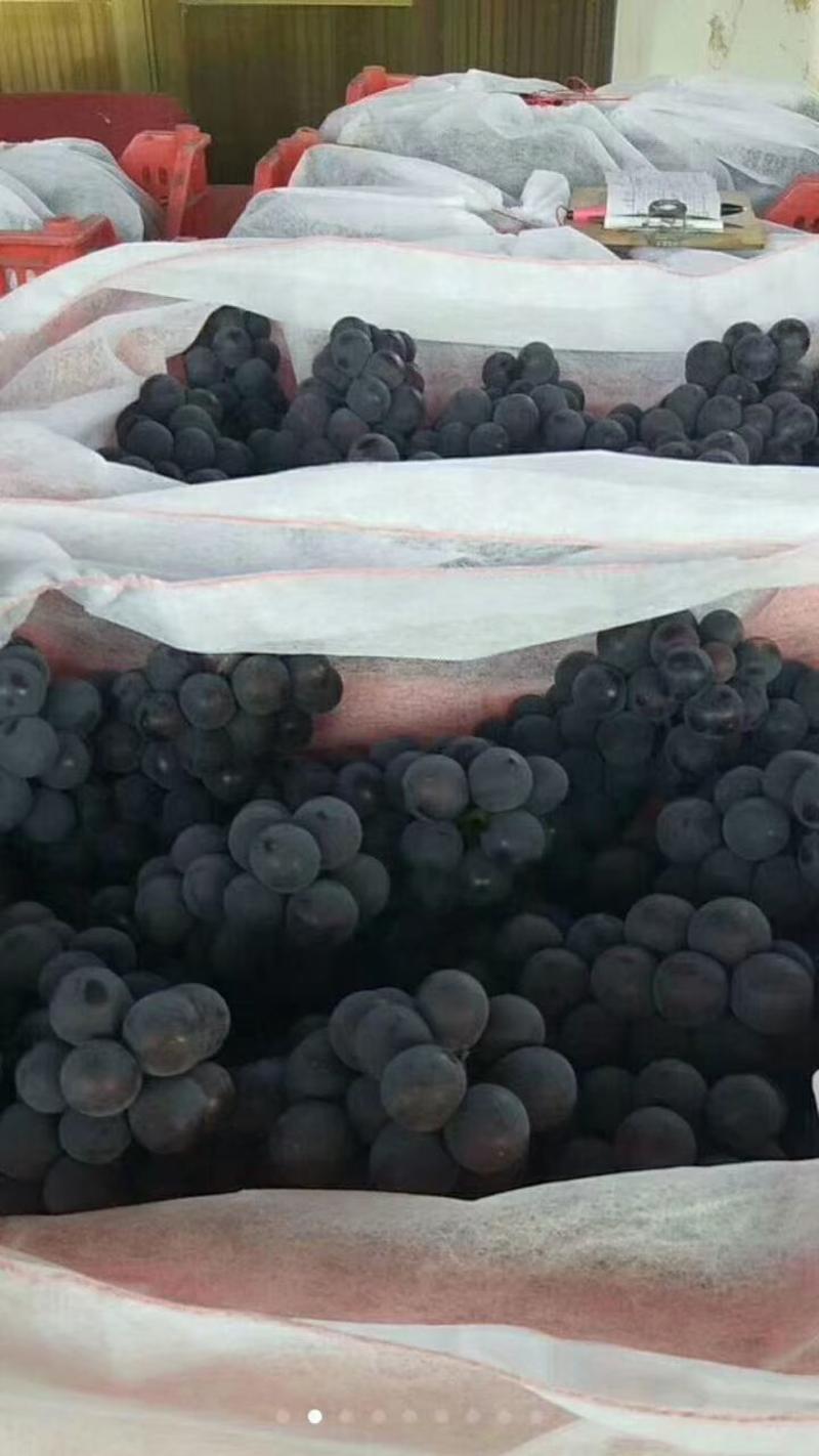 石家庄露天京亚葡萄熟了，果面干净，口感酸甜适中，货源充足
