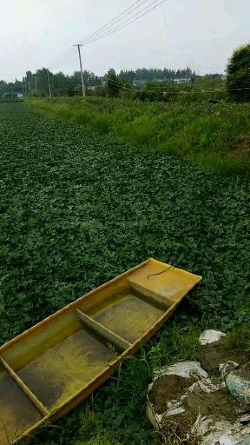 大青菱角(白货)药食同源粉糯凌角，基地新鲜采摘，欢迎咨询