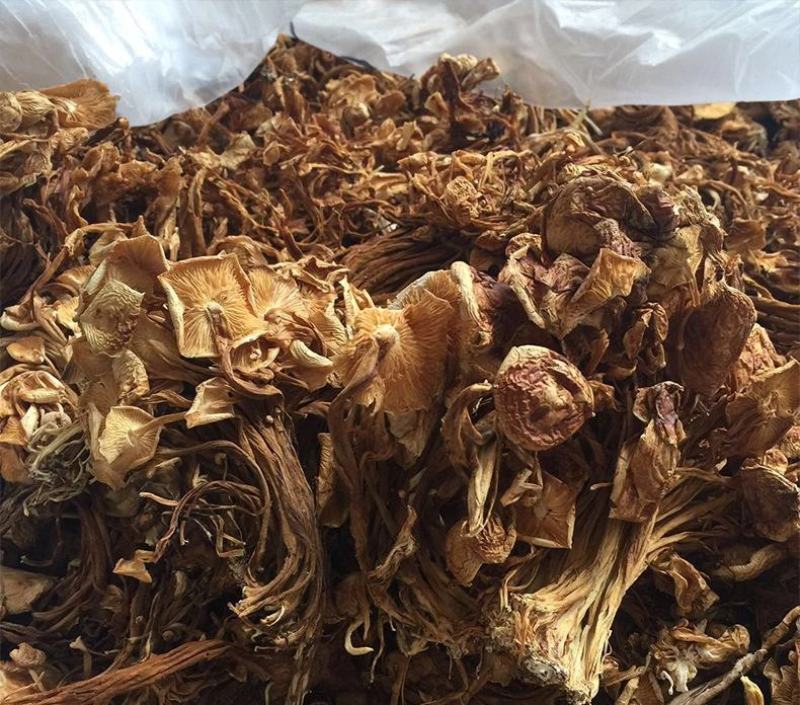 干茶树菇产地货源展会地摊农产品干货散装食用菌批发干金针菇