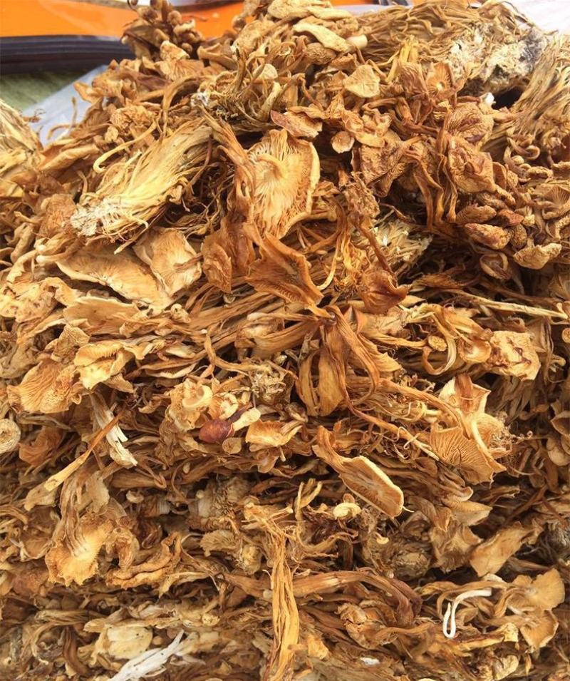 干茶树菇产地货源展会地摊农产品干货散装食用菌批发干金针菇