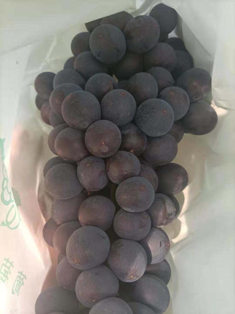 陕西户县南太湖京亚葡萄酸甜可口一手货源视频看货等您来电