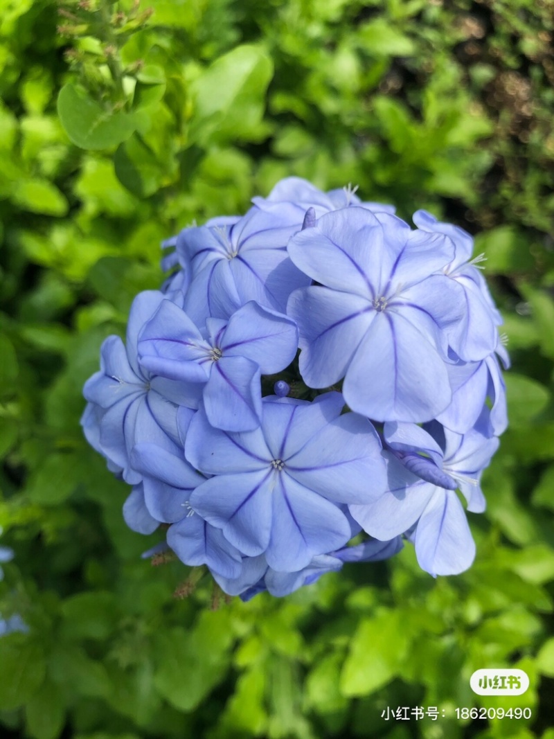 蓝雪花12cm盆栽批发零售可以一件代发