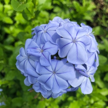 蓝雪花12cm盆栽批发零售可以一件代发