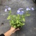 蓝雪花12cm盆栽批发零售可以一件代发