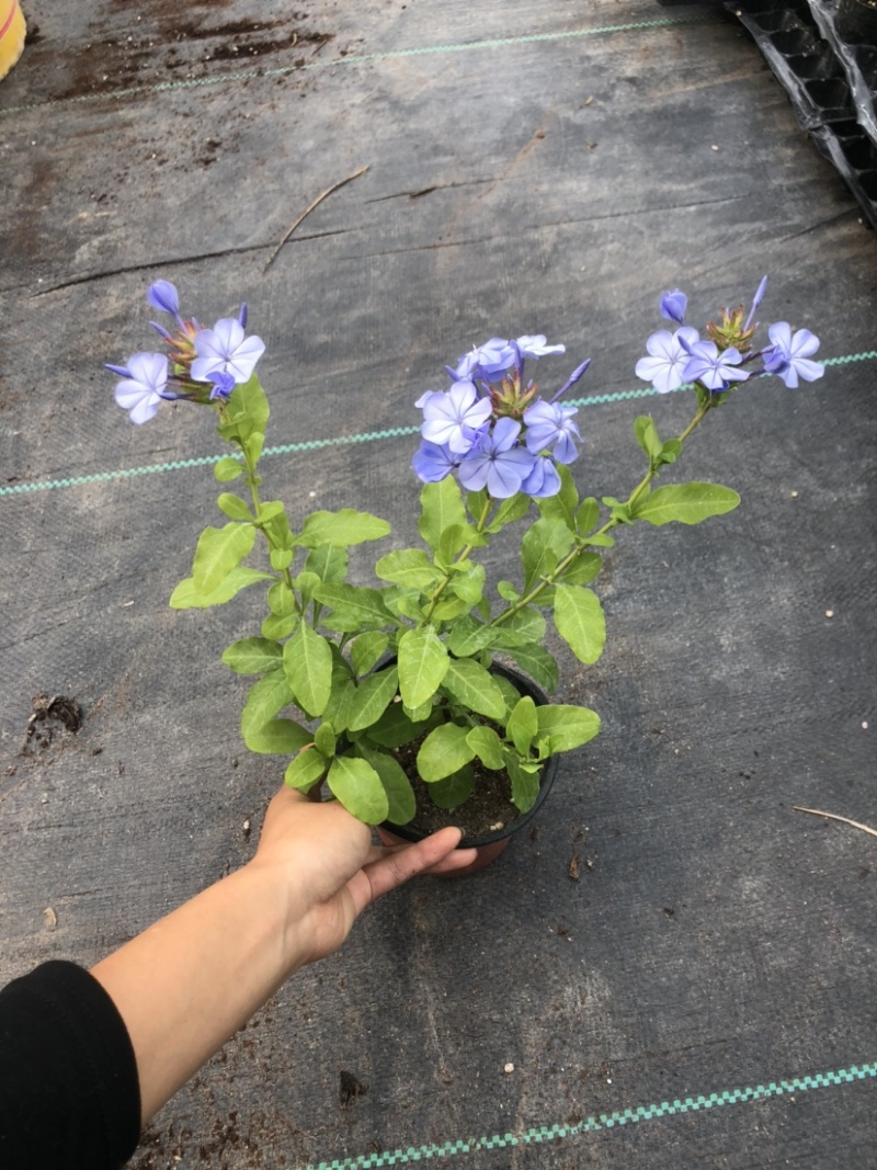 蓝雪花12cm盆栽批发零售可以一件代发