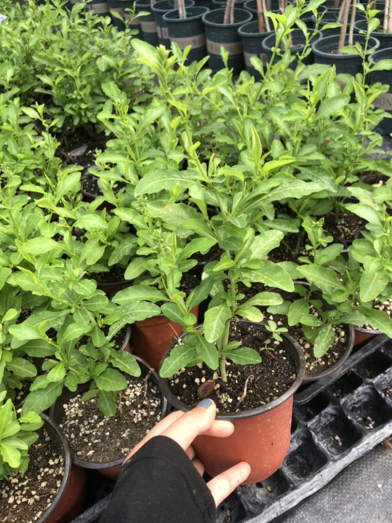 蓝雪花12cm盆栽批发零售可以一件代发
