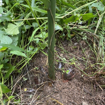 本名阳荷姜……又叫阳荷