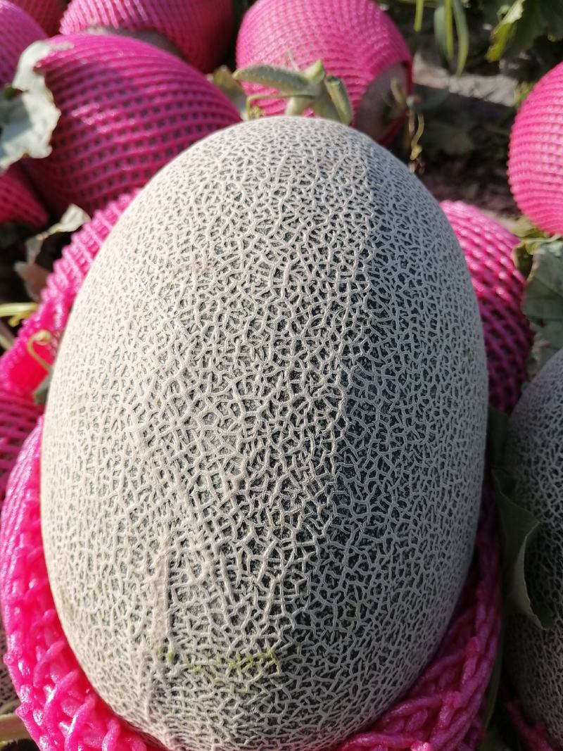 新疆哈密瓜，西州蜜17号，西州蜜25号，黄金蜜，脆甜，