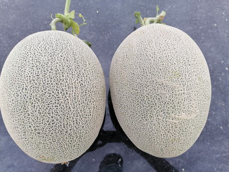 新疆哈密瓜，西州蜜17号，西州蜜25号，黄金蜜，脆甜，
