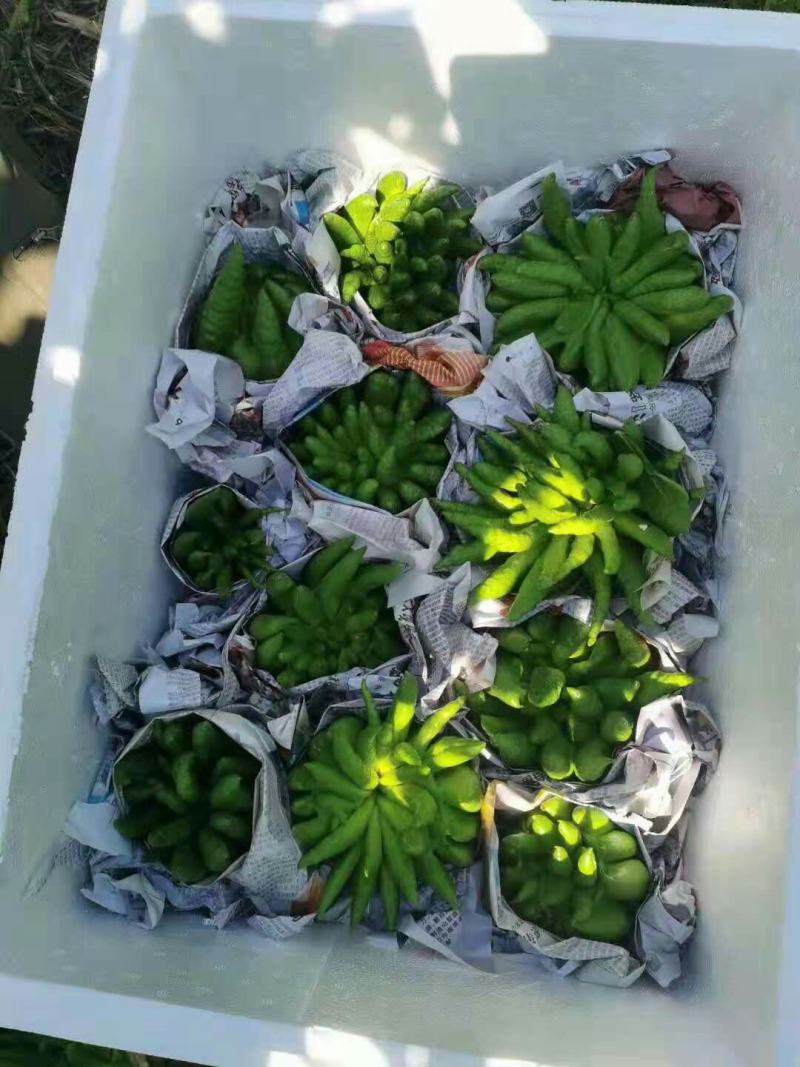 批发【新鲜佛手】新鲜奶茶用材香味浓郁价格便宜大量批发