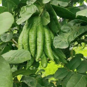 批发【新鲜佛手】新鲜奶茶用材香味浓郁价格便宜大量批发