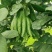 批发【新鲜佛手】新鲜奶茶用材香味浓郁价格便宜大量批发