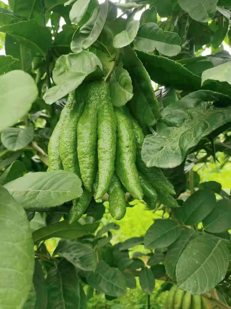 批发【新鲜佛手】新鲜奶茶用材香味浓郁价格便宜大量批发
