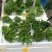 批发【新鲜佛手】新鲜奶茶用材香味浓郁价格便宜大量批发