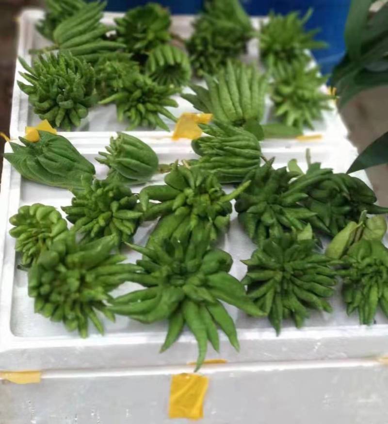 批发【新鲜佛手】新鲜奶茶用材香味浓郁价格便宜大量批发