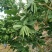 批发【新鲜佛手】新鲜奶茶用材香味浓郁价格便宜大量批发
