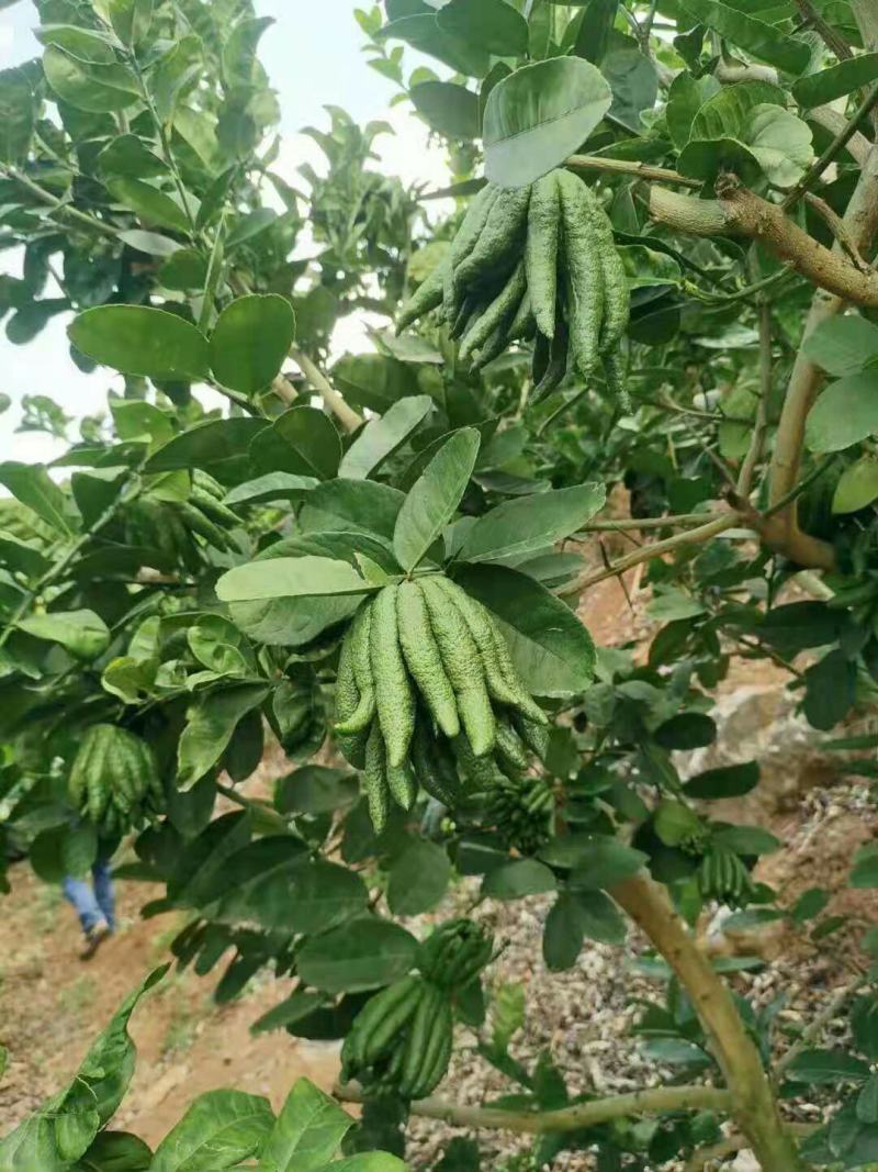 批发【新鲜佛手】新鲜奶茶用材香味浓郁价格便宜大量批发