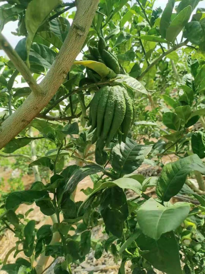批发【新鲜佛手】新鲜奶茶用材香味浓郁价格便宜大量批发