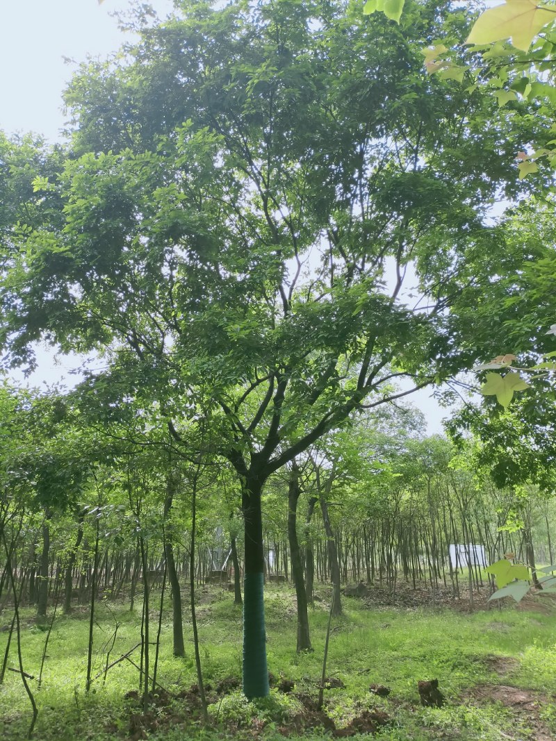 朴树