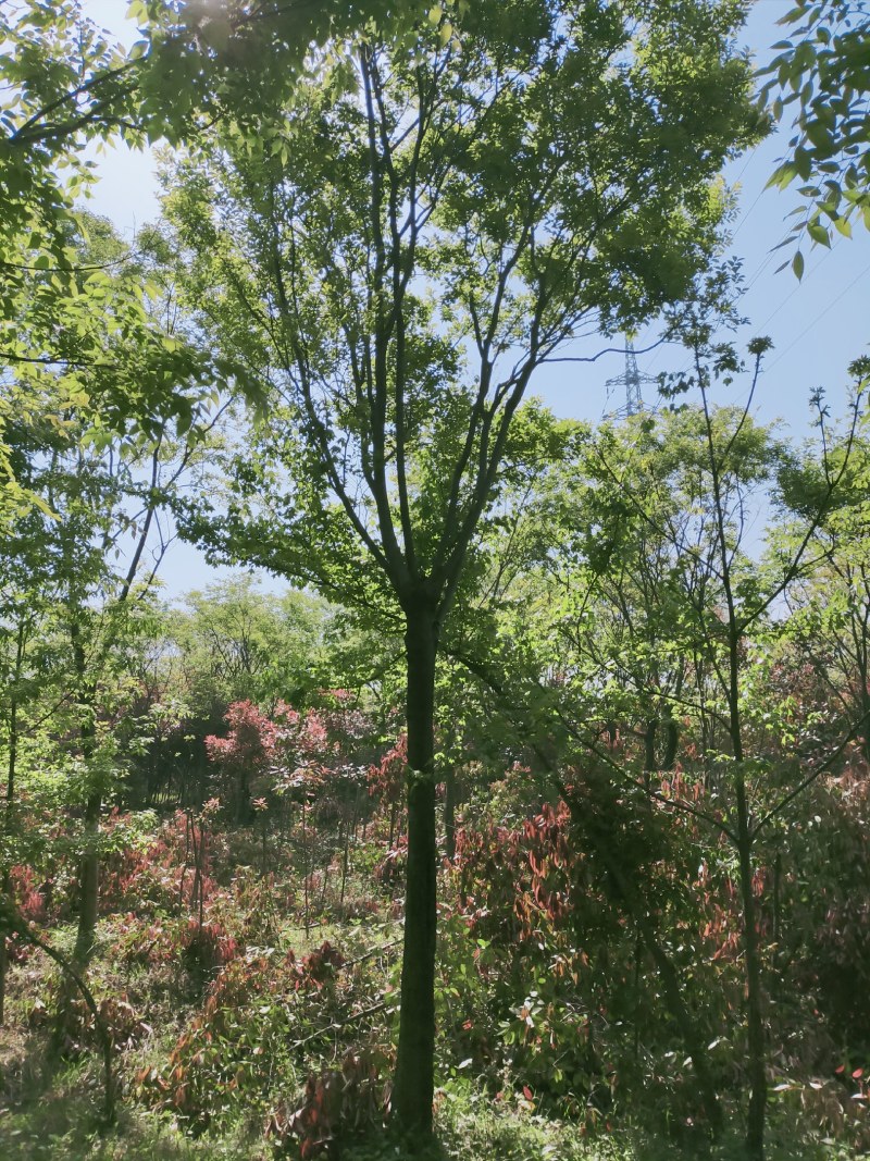 朴树