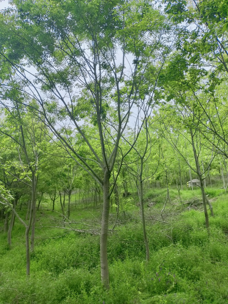 朴树