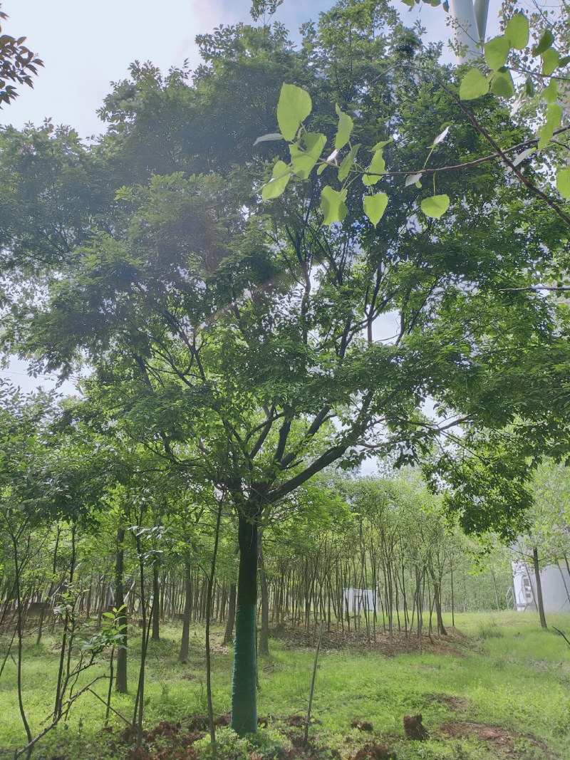 朴树