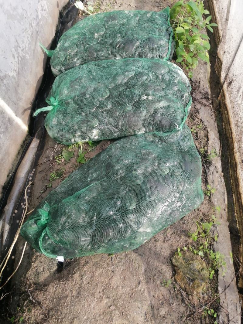 牛蛙收购代理