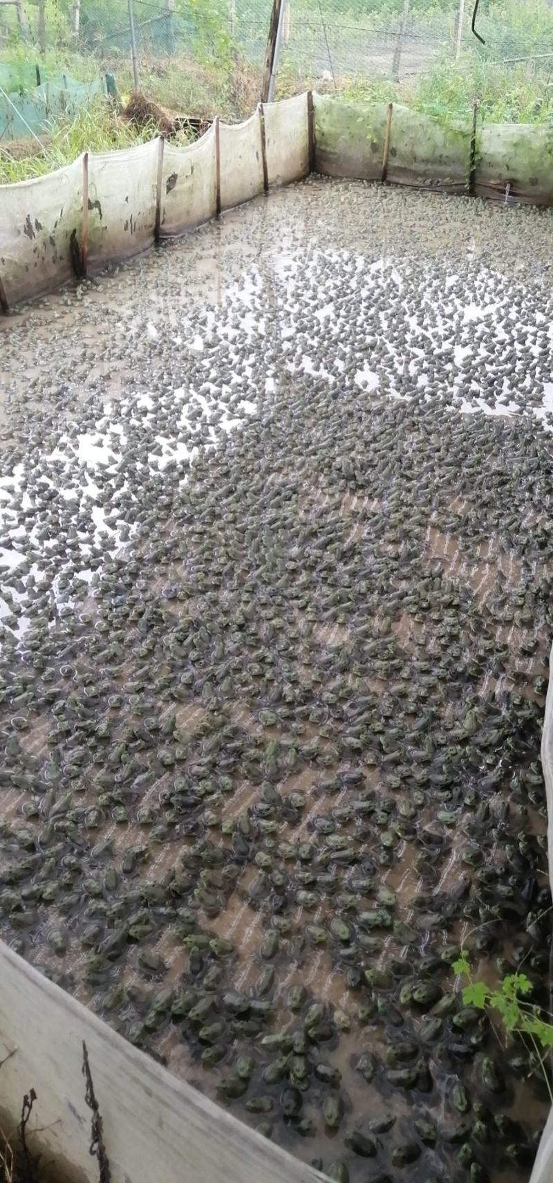 牛蛙收购代理