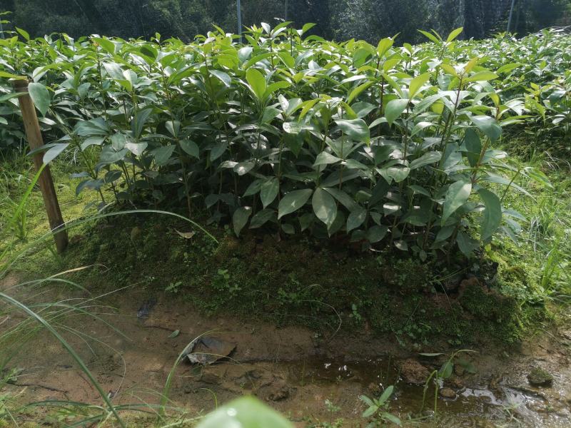 高产矮化大红八角嫁接苗，营养杯直生苗大量现货