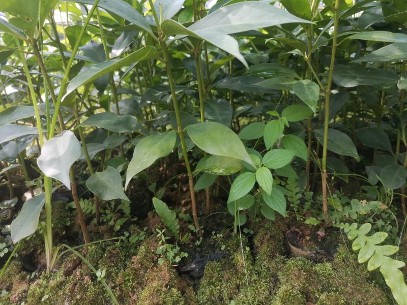 高产矮化大红八角嫁接苗，营养杯直生苗大量现货