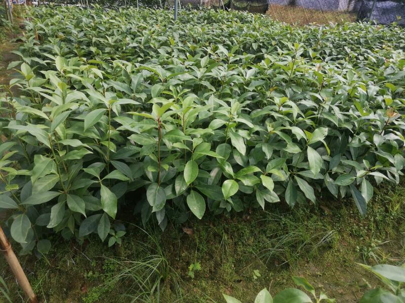 高产矮化大红八角嫁接苗，营养杯直生苗大量现货