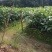 高产矮化大红八角嫁接苗，营养杯直生苗大量现货