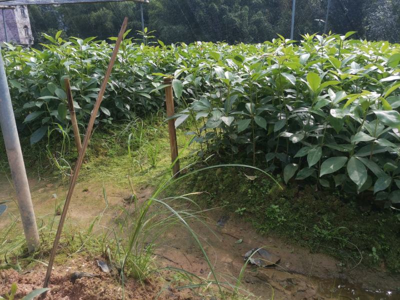 高产矮化大红八角嫁接苗，营养杯直生苗大量现货
