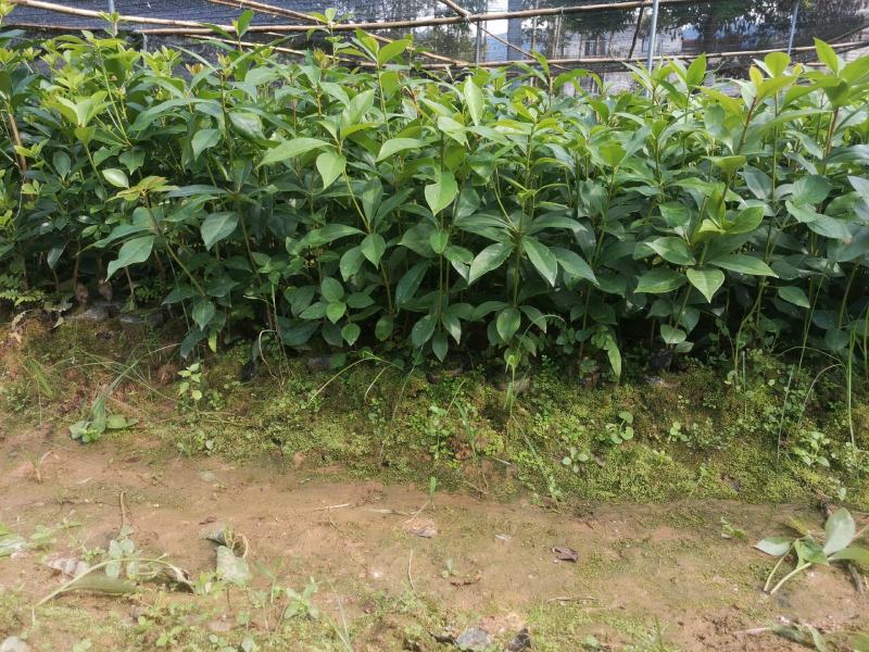 高产矮化大红八角嫁接苗，营养杯直生苗大量现货