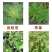 30%二氯吡啶酸油菜玉米阔叶杂草除草剂刺儿菜鬼针草除