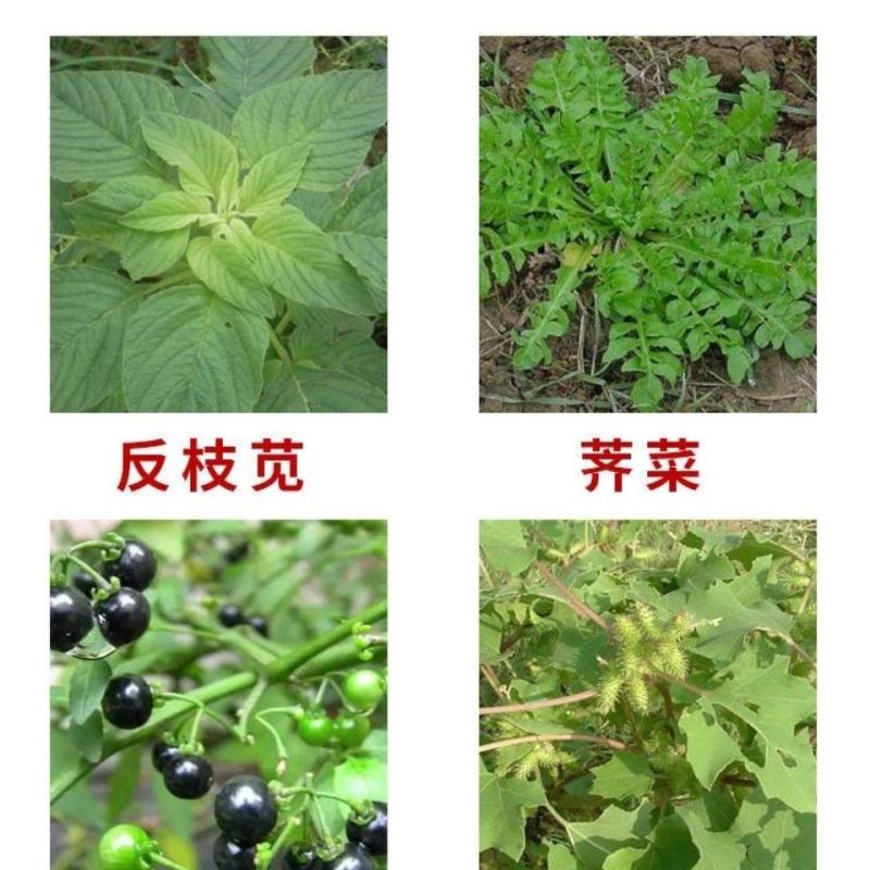 30%二氯吡啶酸油菜玉米阔叶杂草除草剂刺儿菜鬼针草除