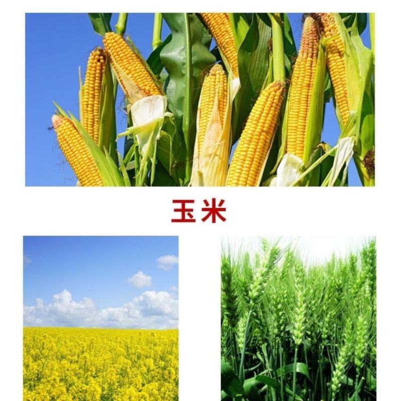 30%二氯吡啶酸油菜玉米阔叶杂草除草剂刺儿菜鬼针草除