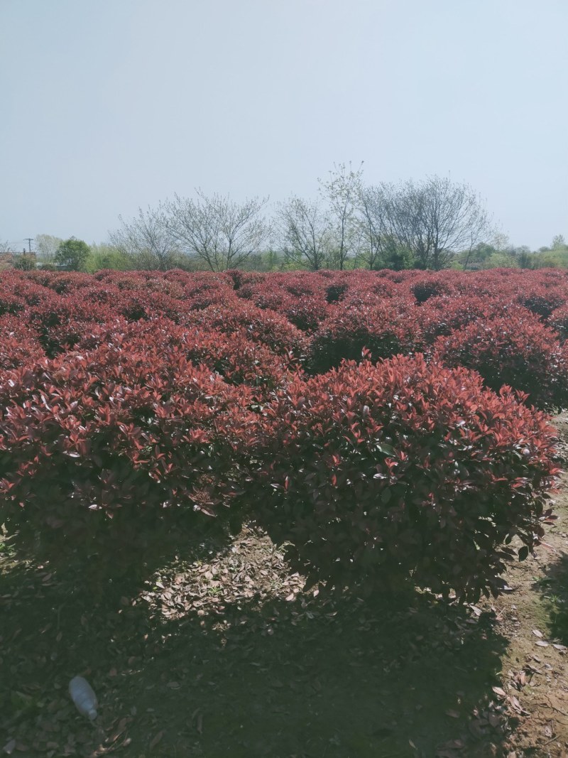 红叶石楠球