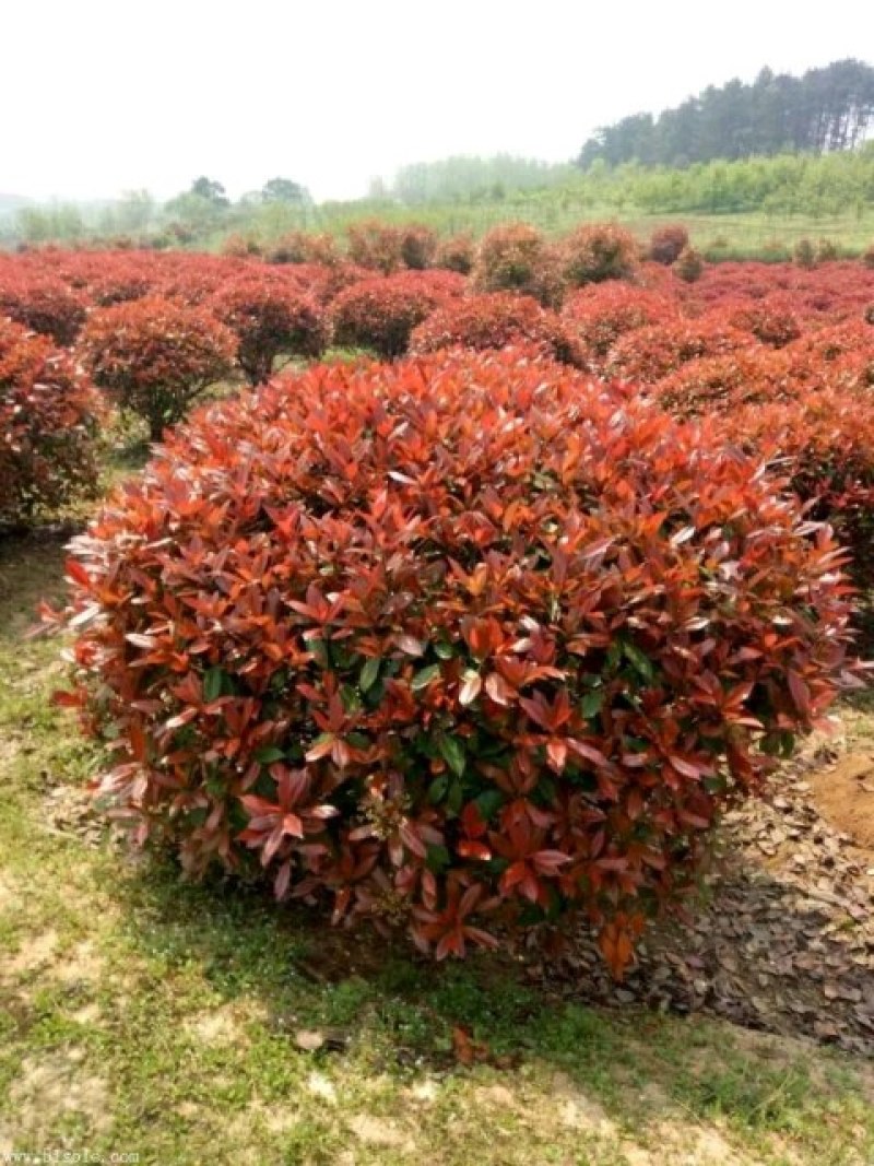 红叶石楠球