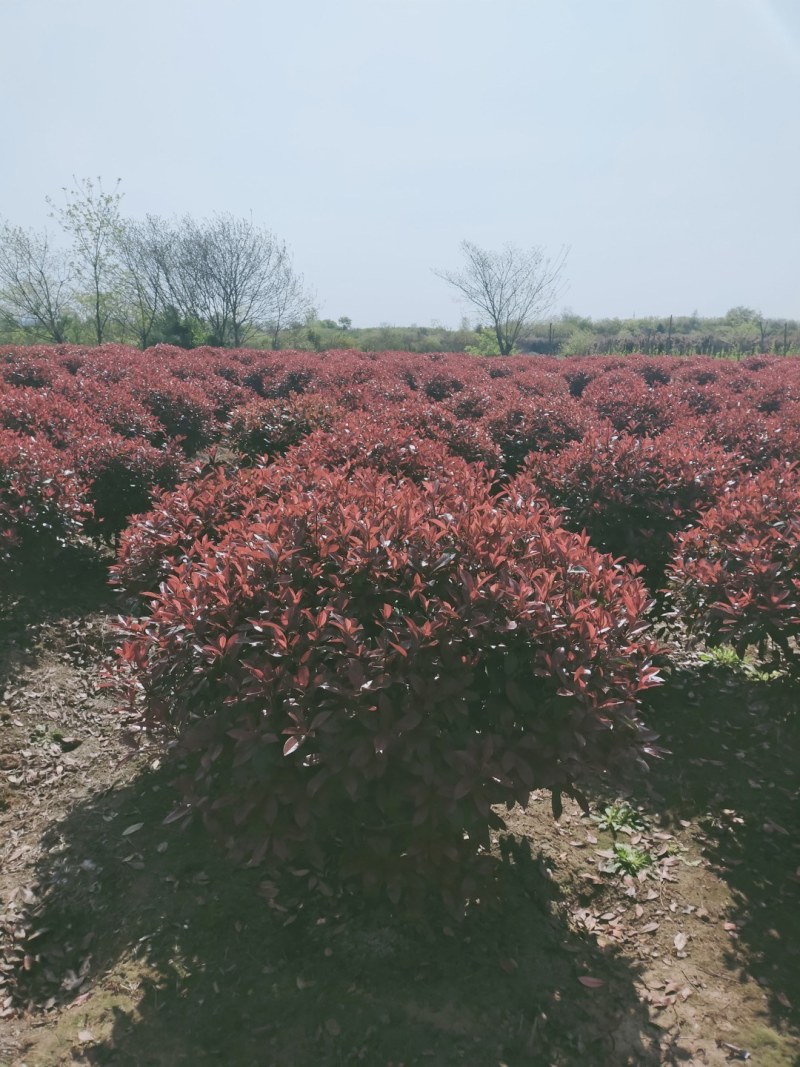红叶石楠球