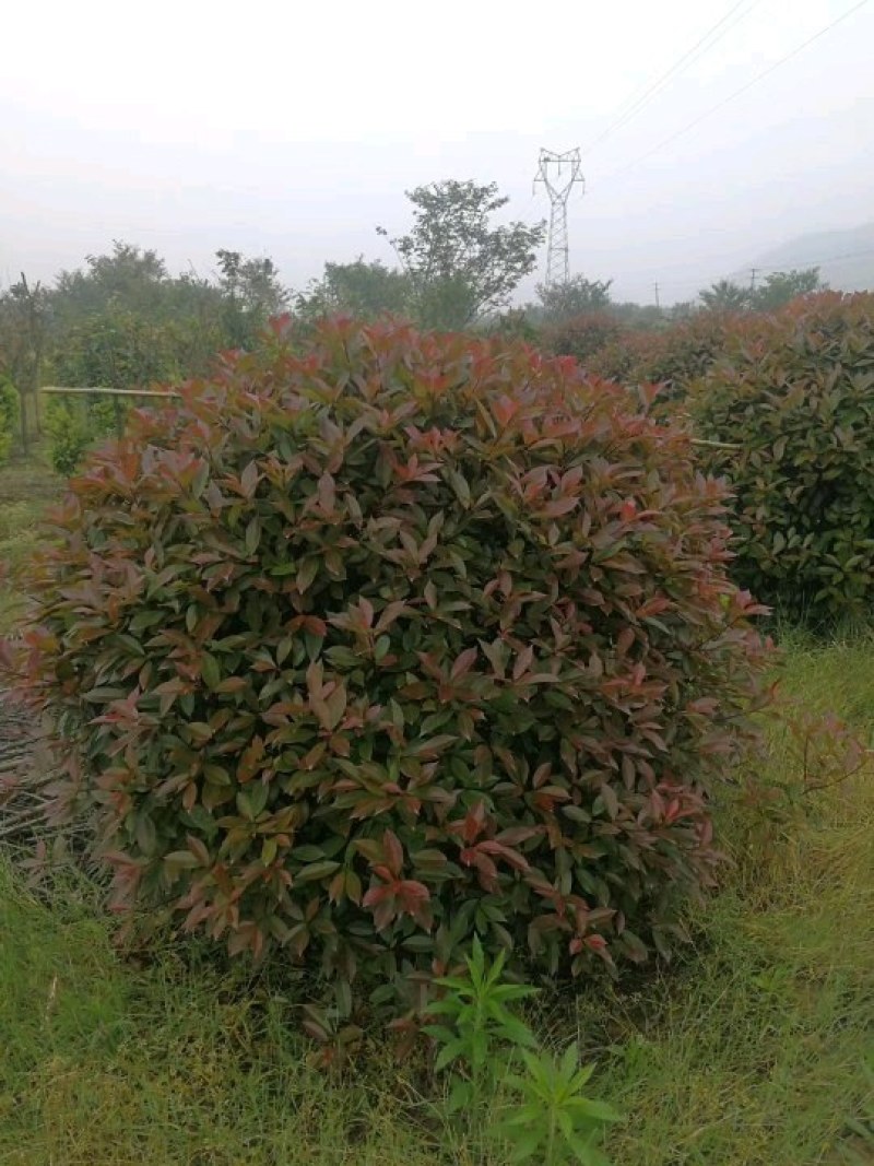 红叶石楠球