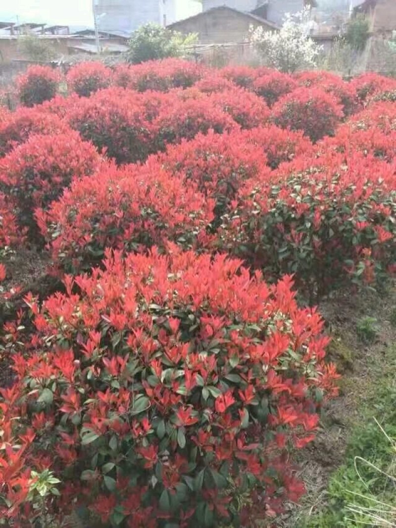 红叶石楠球