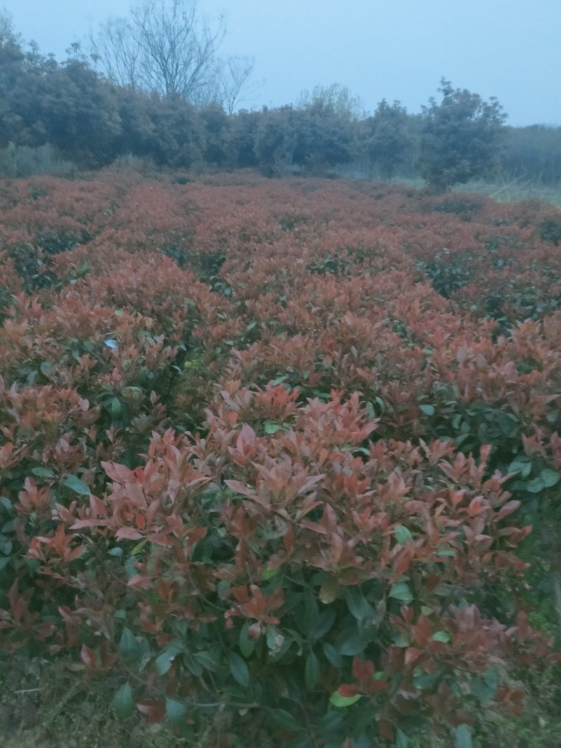 红叶石楠球