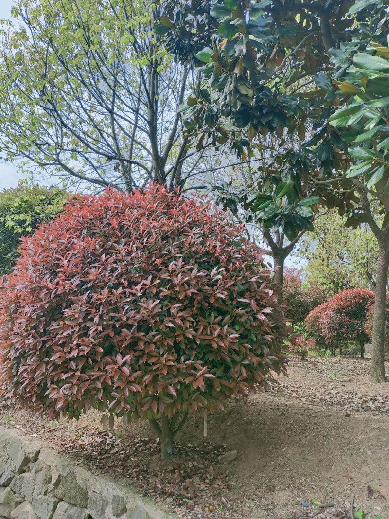红叶石楠球