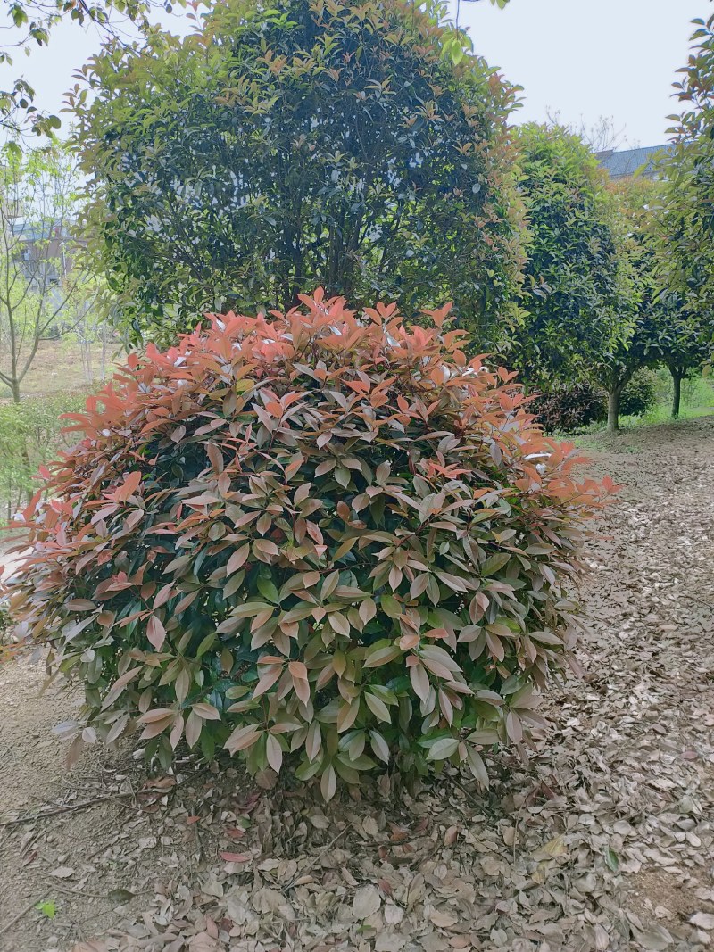 红叶石楠球