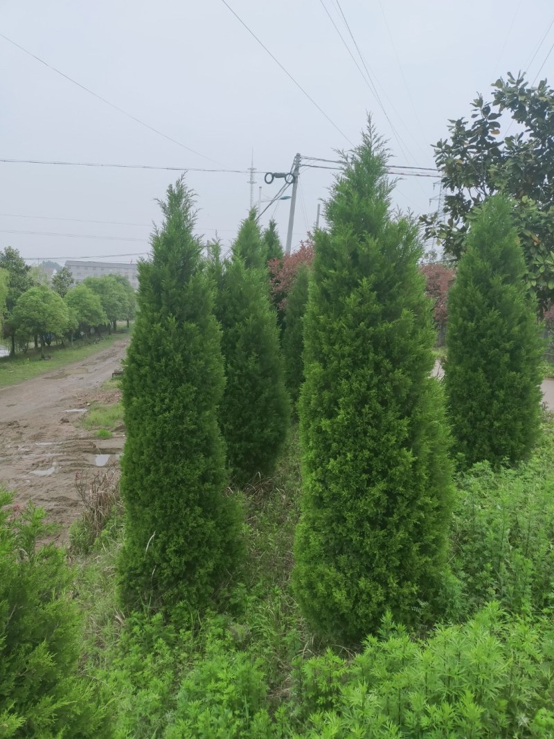 蜀桧