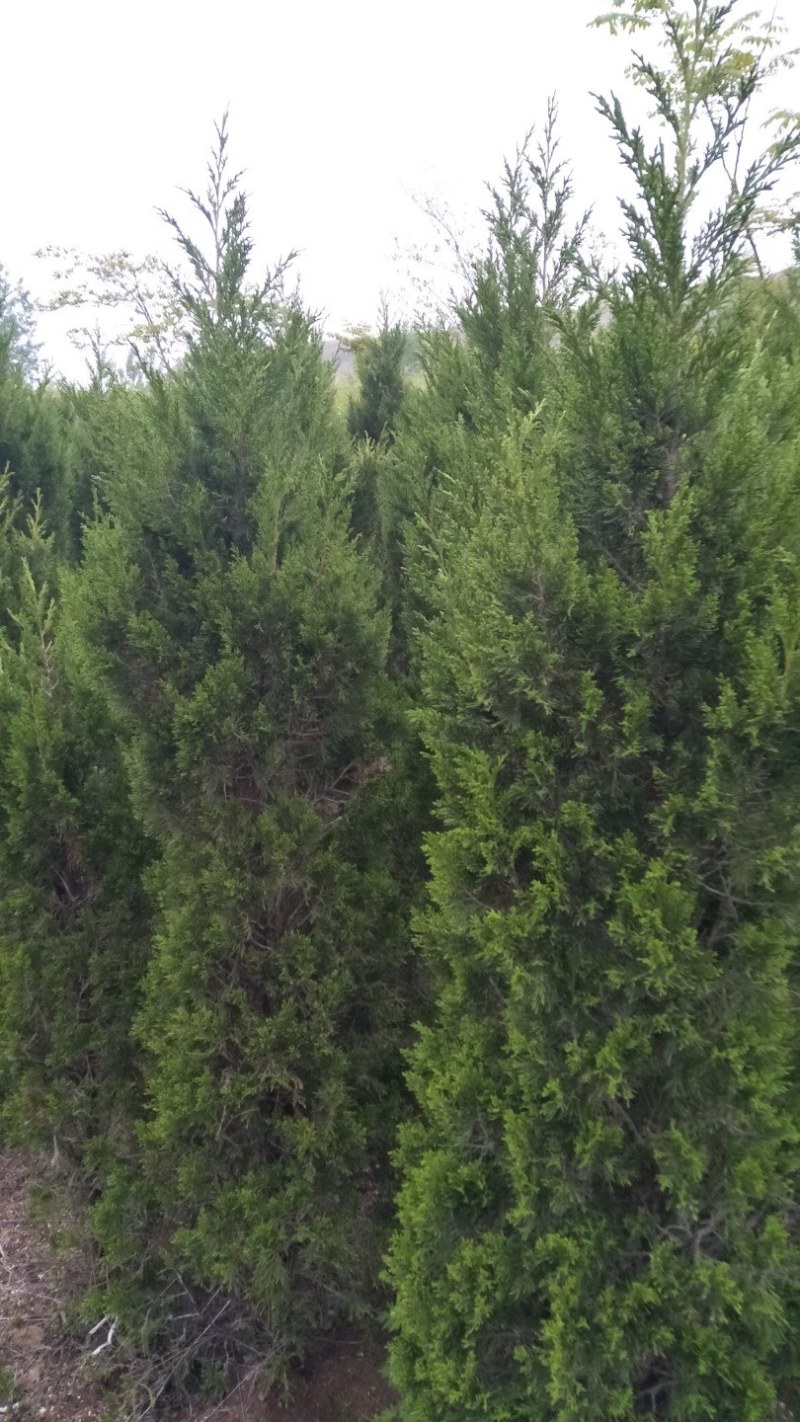 蜀桧